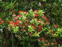 Blütenanhäufung an Neuseeländischem Weihnachtsbaum - Insel São Miguel
